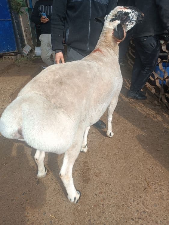 Qassob chlik xizmat bor — 3