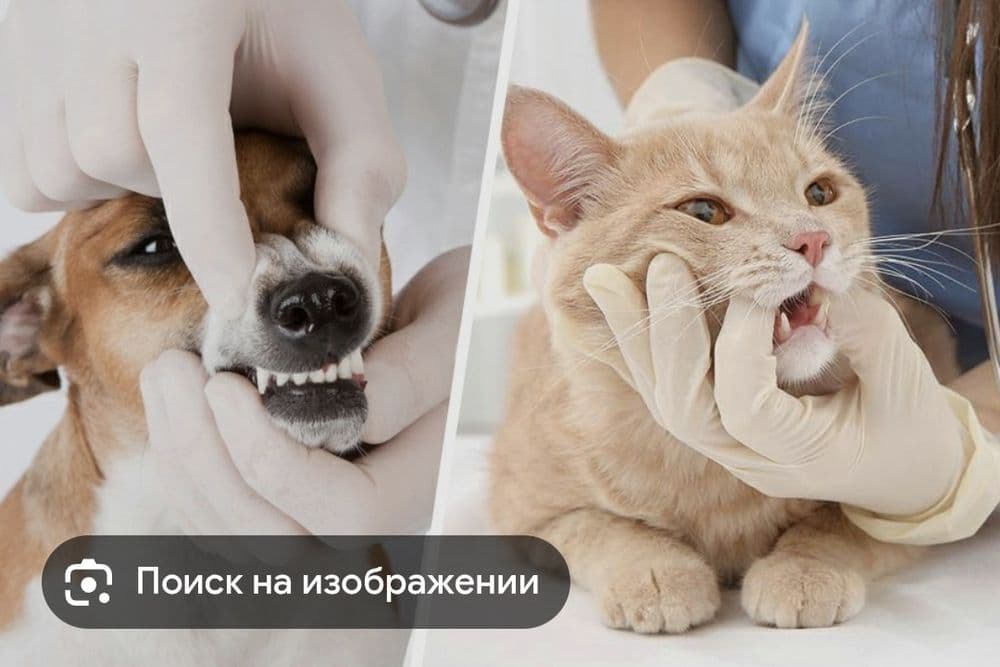 Ветеринар круглосуточно 24/7 — 1
