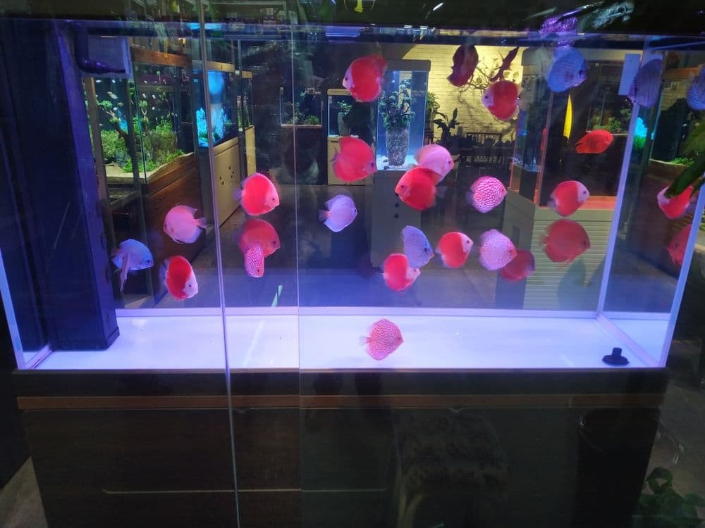 Akvarium Zakasga Yasimiza Har Xil Razmerda — 1