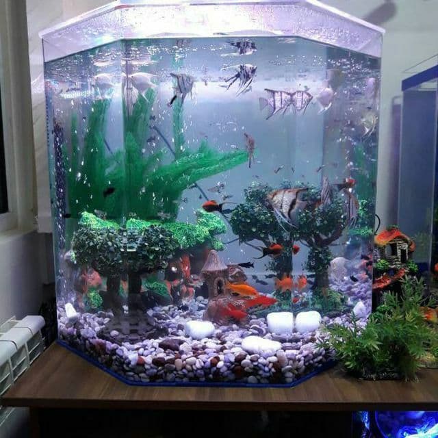 Akvarium Zakasga Yasimiza Har Xil Razmerda — 2