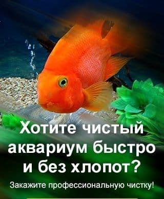 Качественная чистка аквариума обслуживание и оформление — 1