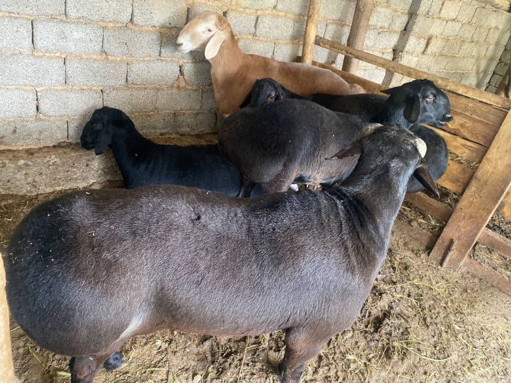 Qassob Qõylar bor qassob xizmati 1 kg 85000 ming — 3