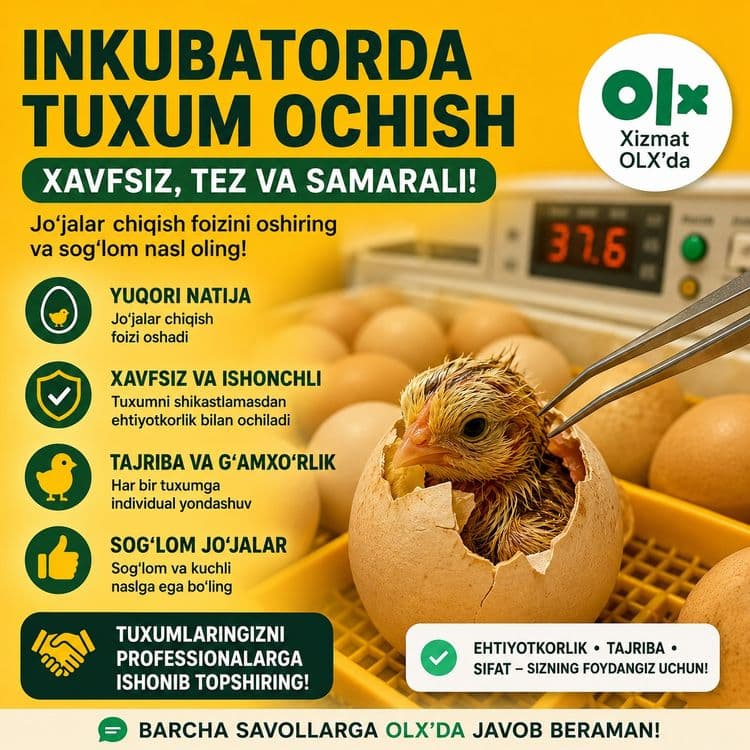 Inkubator ochtirish hizmati — 1