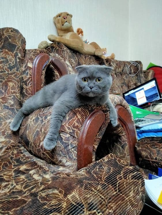 Гостиница для животных — 5