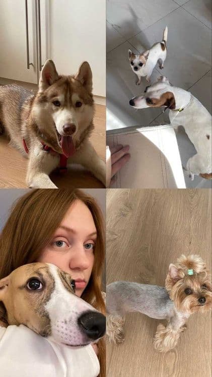 Передержка, зооняня для домашних животных — 5