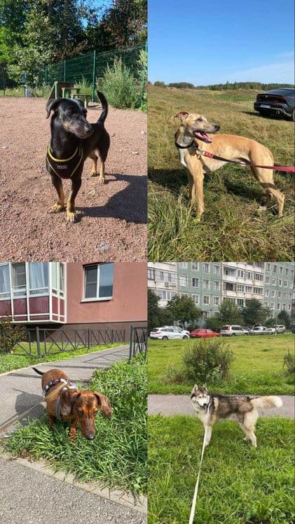 Передержка, зооняня для домашних животных — 6