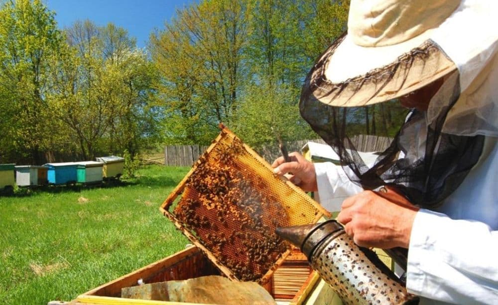 Asalari Xizmati asalarini ko'rib maslahat beramiz — 1