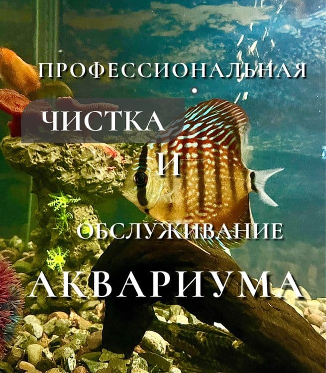Чистка аквариума обслуживание аквариума качественно — 2