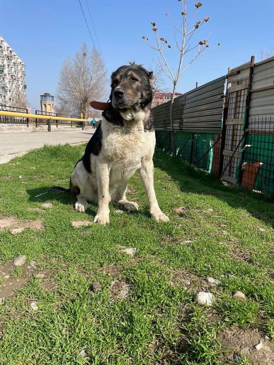 Выгулим ваших собачек — 5