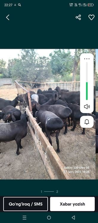 Qassob xizmati  tezkor sifatli — 2