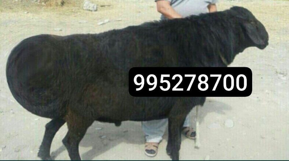 Qurbonlik Qassob xizmati Qassob service Кассоб хизмати . — 6