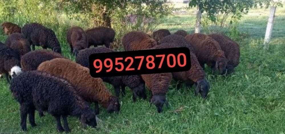 Qurbonlik Qassob xizmati Qassob service Кассоб хизмати . — 7