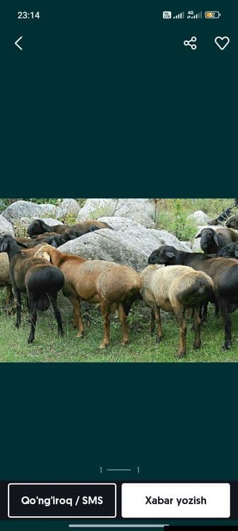 Тошкент бўйлаб  Кассоб хизмати курвонлик акика маросимлар — 3