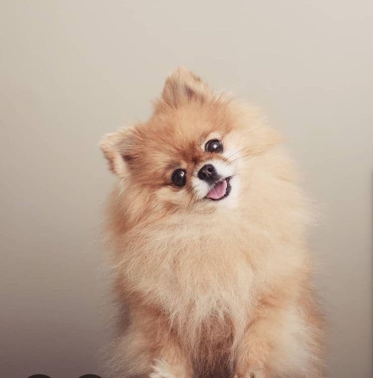 Передержка кошек и собак — 1