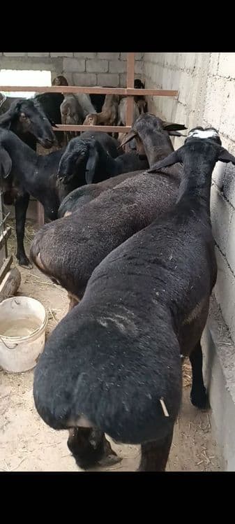 Qassob xizmati ozoda va pok — 3