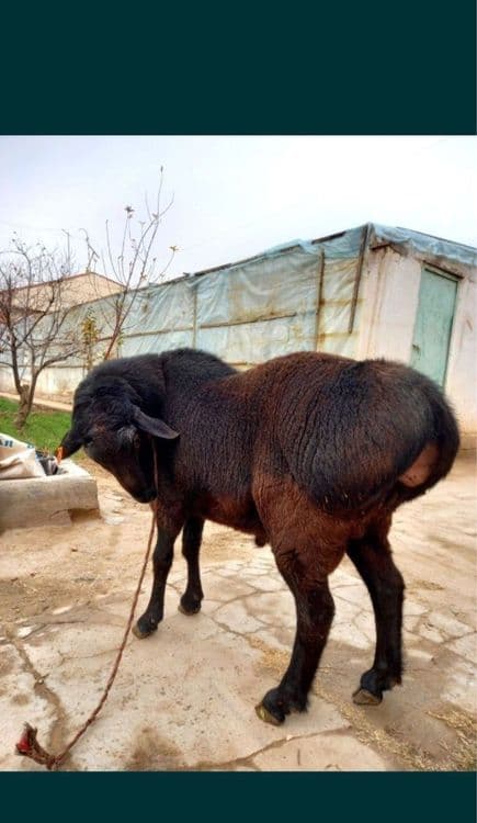 Qassob xizmati ozoda va pok — 4
