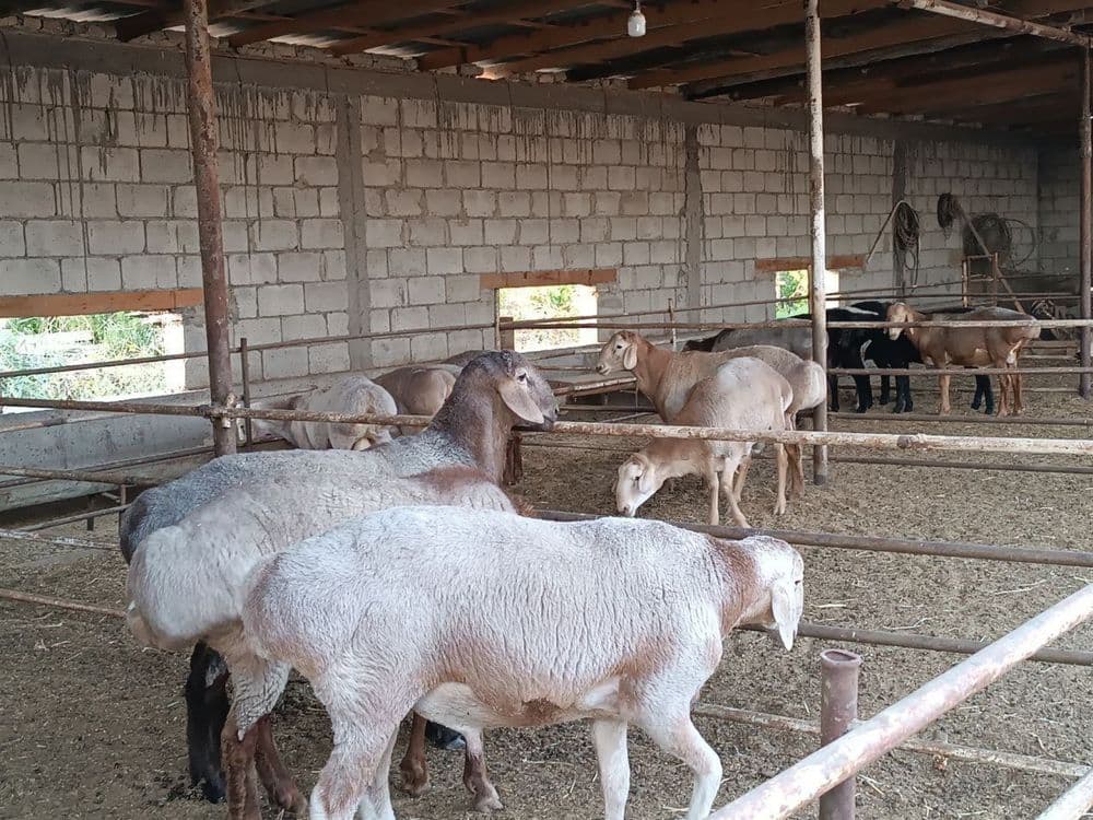 Qassob xizmati ozoda va pok — 5