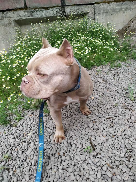 Выгул и Передержка животных — 1