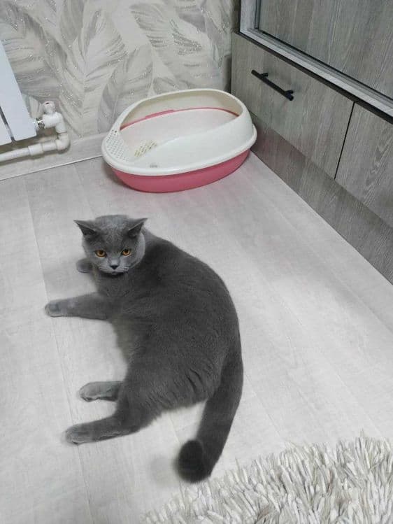 Выгул и Передержка животных — 3