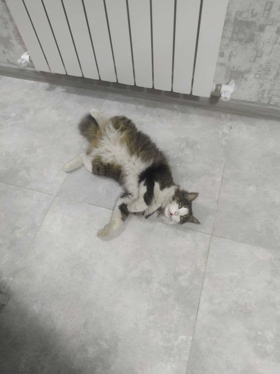 Выгул и Передержка животных — 8
