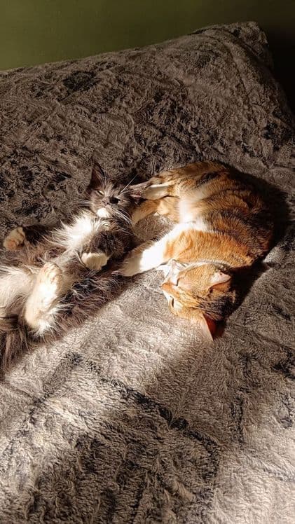 Передержка ваших котиков — 2