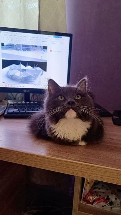 Передержка ваших котиков — 3