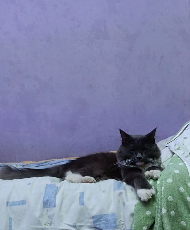 Передержка ваших котиков — 4