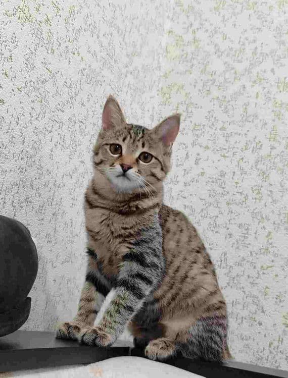 Передержка ваших котиков — 5