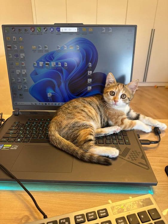 Передержка ваших котиков — 6