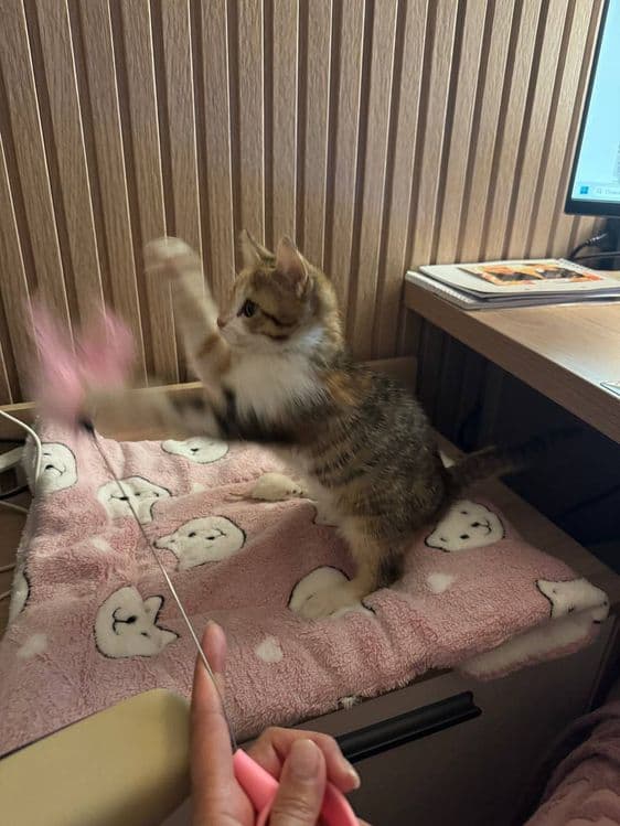 Передержка ваших котиков — 7