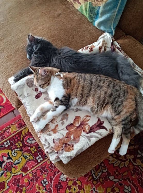 Передержка ваших котиков — 8