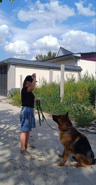 Выгул и передержка собак и кошек — 1
