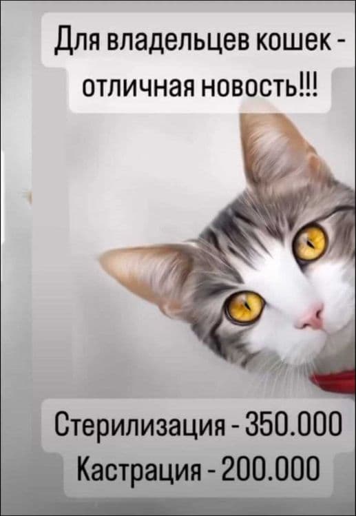 Ветеринарная служба. Ветеринар 24.7 — 4
