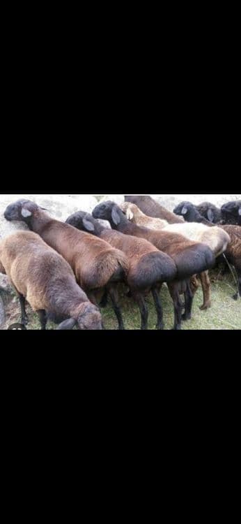 Qassob hizmati va toʻy marosimari aqiqa. — 2