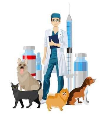 Veterinar, Ветеринар крупно раготый скот — 1