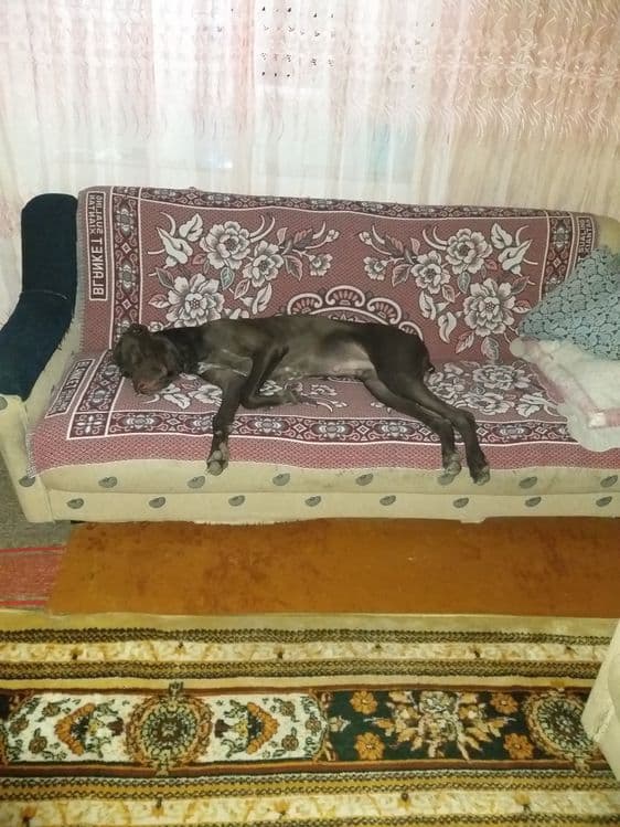 Передержка собак, кошек, грызунов. — 3