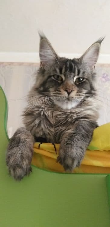 Передержка собак, кошек, грызунов. — 6