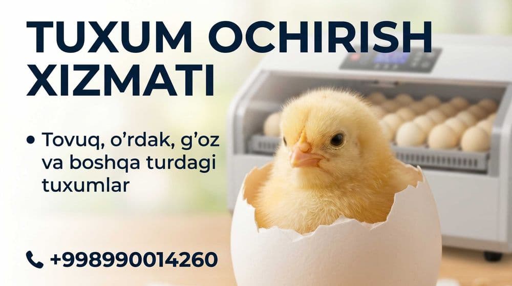 tuxum ochirish xizmati | inkubator xizmati | Услуга Инкубации — 1