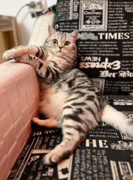 Передержка кошек, котов и котят — 1