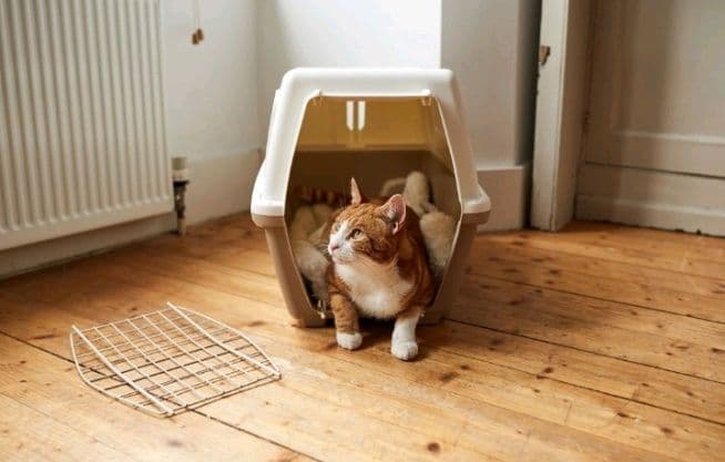 Передержка кошек, котов и котят — 4