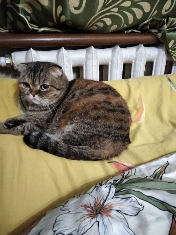 Передержка домашних любимцев — 7