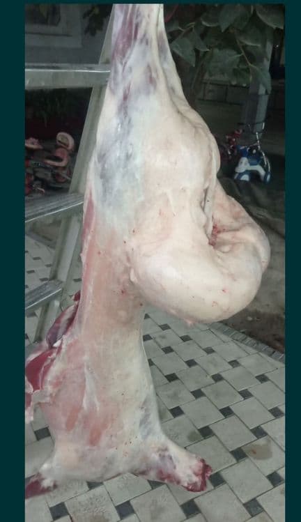 Qasobchlik. Mol va Qoʻy soyish. — 1