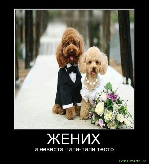Помощь в ВЯЗКЕ и случке собак — 2