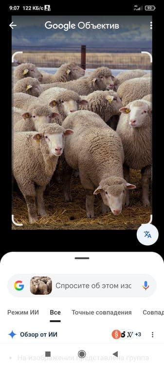 Qassob xizmati xalol soyish — 1