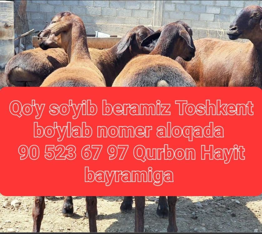 Qassob xizmati 24/7 aloqada — 1