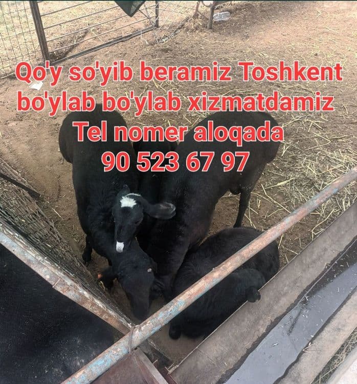 Qassob xizmati 24/7 aloqada — 2