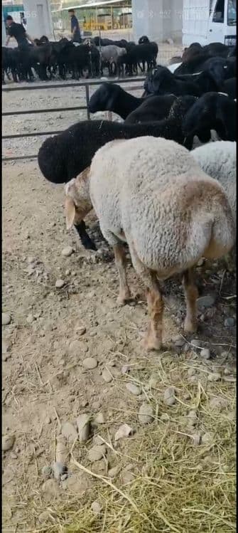 Qurbonlikka Qassoblik xizmatini taklif qlamiz — 1