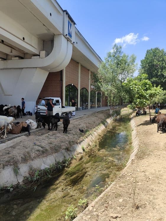 Qurbonlikka Qassoblik xizmatini taklif qlamiz — 3