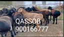 QASSOB Servis Qassobchilik xizmati