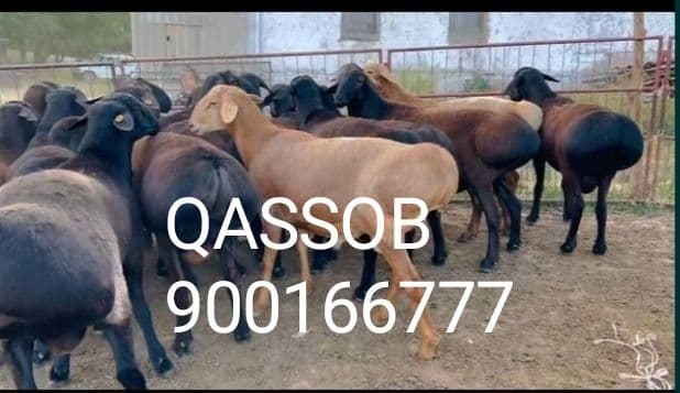 QASSOB Servis Qassobchilik xizmati — 1